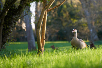 Waterbird egyptian goose (Alopochen aegyptiacus, Nilgans) on a green meadow. Some trees in the foreground. Spring time.