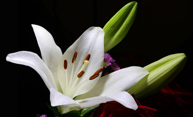 A beautiful pure white Easter lily in closeup