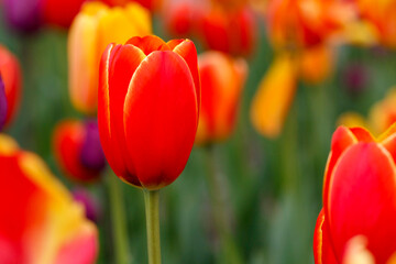 red and yellow tulips in the jardin