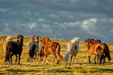 Obraz premium horses with beautiful and thick mane