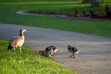 Waterbird family egyptian geese (Alopochen aegyptiacus, Nilgans) on a green meadow and a gray foot path. Little lake in the background. Spring time. Rear view.