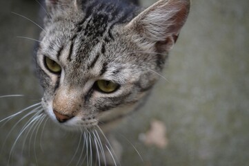 close up portrait of a cat