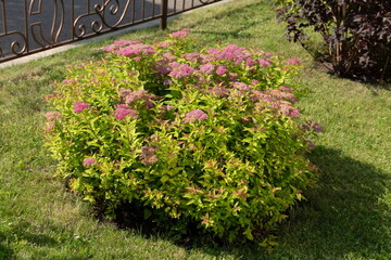 A spirea bush of the Japanese variety Goldflame blooms on a lawn next to a metal fence on a sunny summer day.