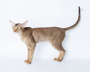 Oriental cat