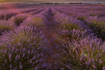 Plakat lavender field in provence at sunset