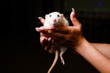 White decorative rat in her arms on a black background. 