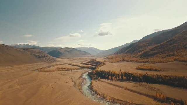 Altai Republic, Siberia, Russia. A flowing turquoise-green curved river in the field, sparse trees, endless fields and steppe and huge snowy mountains in the background. aerial view of the beautiful