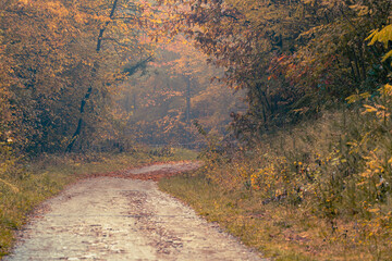 Rain and fall hues in the Monticolo Forest in South Tyrol, Italy.