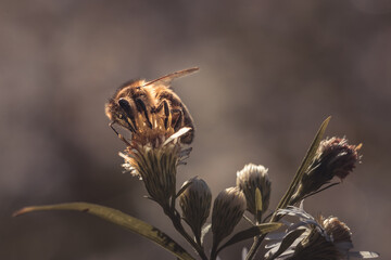 European honey bee pollinating a white flower of common daisy © Ray