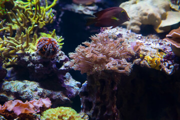 Naklejka na ściany i meble Underwater world. Coral reef under water