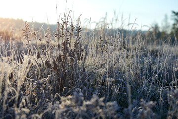 Close-up of beautiful frost on the grass and leaves frosty misty autumn morning