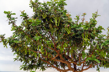 crown of a carob tree with green fruits, Italy