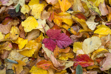 Closeup of  autumnal leaves on the floor texture
