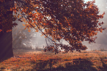 Mglisty jesienny poranek. Jesień w parku. Poranne promienie słońca. Poranna mgła nad stawem	 - obrazy, fototapety, plakaty