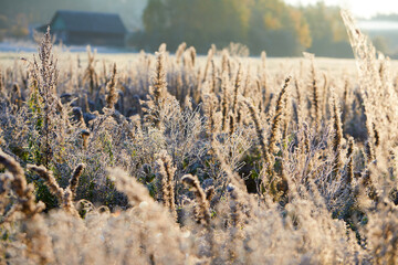 Fototapeta premium Close-up of beautiful frost on the grass and leaves frosty misty autumn morning