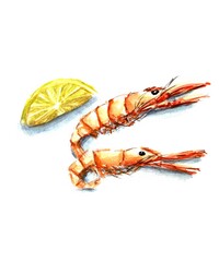 shrimp on white background watercolour illustration 