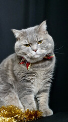 Obraz premium British pet, Scottish straight cat for New Year 2022, Christmas, with glasses and red bow, black background, close-up. A cool gray animal celebrates the holidays