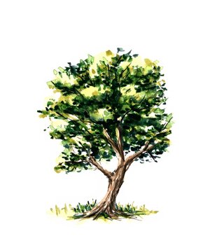 tree isolated on white background watercolour illustration 