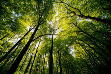 Treetops of beech (fagus) and oak (quercus) trees in a compact german forest near Göttingen on a bright summer day with fresh green foliage, strong trunks and boles seen from below in frog perspective