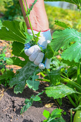 Female farmer working in the garden. A woman pulls out weeds in an organic garden. Hands.