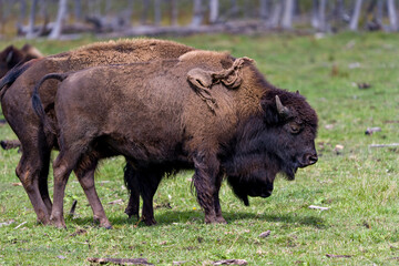 Bison Stock Photo and Image. Close-up profile view in the field with grass blur background in their environment and surrounding habitat and displaying their horns. Buffalo Image.