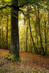 View of beautiful trees in autumnal forest