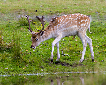 Deer Fallow Stock Photo and Image. close-up profile view walking by the water in the field with grass background in his environment and surrounding habitat displaying its antlers.  Fallow Deer Image.