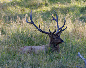 Elk Stock Photo and Image.  Male buck resting in the field in mating season in the bush with grass background in its environment and habitat surrounding. Head shot. Displaying antlers.