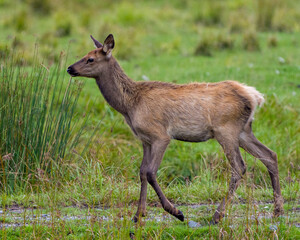 Naklejka na ściany i meble Elk Stock Photo and Image. Elk baby close-up profile view in the field with wild flowers foliage in its environment and habitat surrounding.