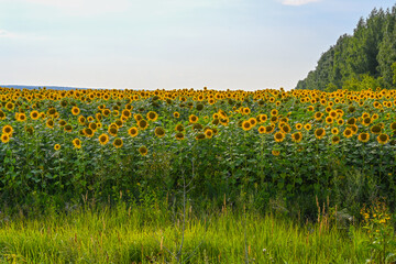 Obraz premium Beautiful sunflower in sunflowers field on summer with blue sky at Europe.