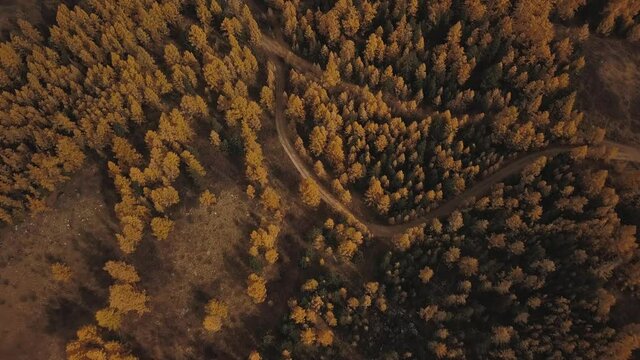 Altai Republic, Siberia, Russia. Aerial view of the autumn winter forest in the snow on the mountain and snowy mountains. Cold wild landscape: golden yellow foliage of trees with snow on the hill