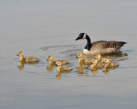 Canada Goose Photo. Canadian Goose with gosling babies swimming and displaying their wings, head, neck, beak, plumage in their environment and habitat and enjoying its day. Canada Geese Image. Photo.