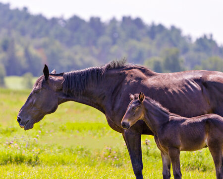 Horses in field Stock Photo. Mother horse and young foal close-up side profile in the field eating grass and wildflowers with a blur tree background. Image. Picture. Portrait.