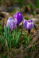 Purple crocuses in spring against a background of green grass.