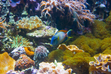 Fototapeta na wymiar Underwater world. Coral reef under water
