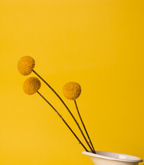 three round yellow flowers on a long thin stem stand on a yellow background color monochrome minimalism