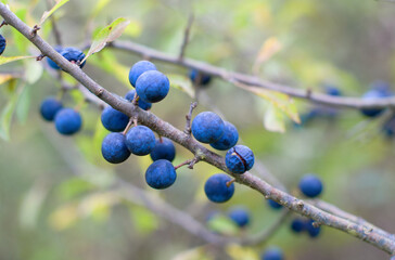 ripening blackthorn