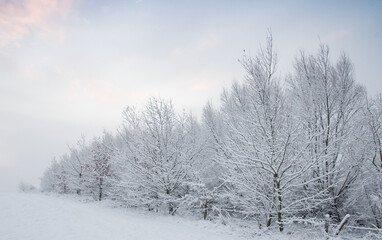 Obraz premium winter forest