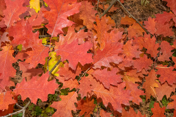 Naklejka na ściany i meble Seasonal saturated red oak tree leaves