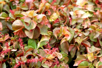 Portrait view of acalypha Flowering plant