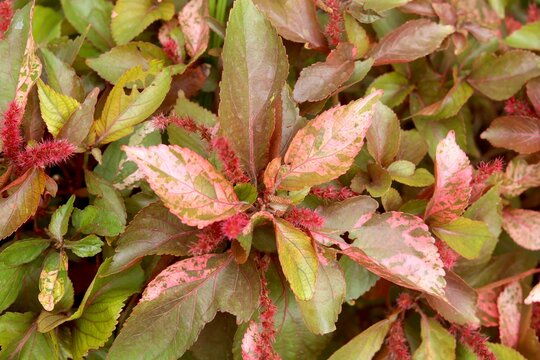 Acalypha Bilder Durchsuchen 941 Archivfotos, und