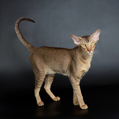 Oriental cat