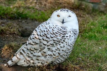 Young long-tailed owl in the zoo, a night hunter of small rodents.