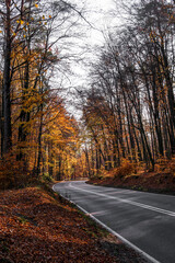 Naklejka premium Asphalt road in autumn forest at sunny day. 