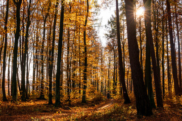 Sunny day in forest at autumn