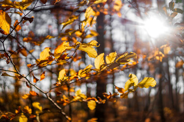 autumn leaves in the sun