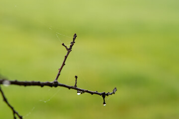 branch of an oak treek
