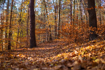 Autumn forest in sunny day. 