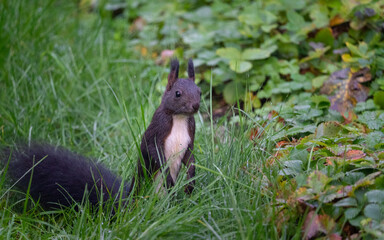 Naklejka na ściany i meble A squirrel searces for food in the grass