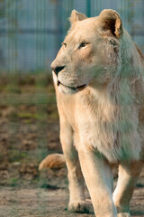 Fototapeta na wymiar Rare and endangered species of white lions, zoo and animal life in it.